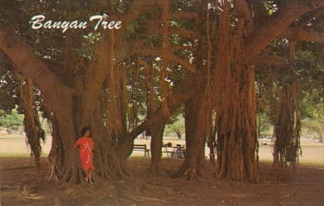 Hawaii Maui Lahaina Hawaii's Largest Banyan Tree
