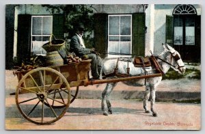 Bermuda Vegetable Dealer Donkey Cart Postcard B46