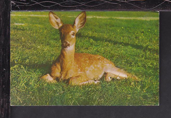 Deer Postcard BIN 