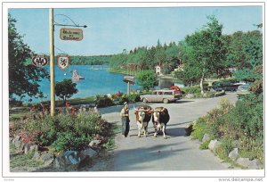 Pair of Oxen, Braemar Lodge, Lake Ellenwood, Yarmouth, Nova Scotia, Canada, 4...