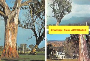 BR101948 cootamundra greetings gum trees rural scene   australia