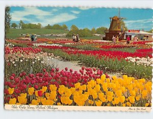 Postcard Nelis Tulip Farms Holland Michigan USA