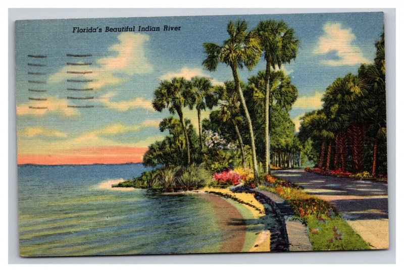 Vintage 1940s Postcard Florida's Beuatiful Indian River Palm Trees and River Bed