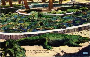 St. Augustine Florida Alligator Farm postcard K5518