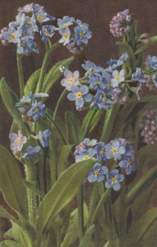 Myosotis Alpestris Des Alpes Vintage Flower Postcard