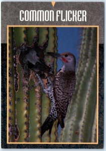 Postcard - Common Flicker - Arizona