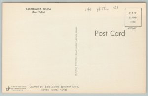 Florida~Fasciolaria Tulipa Seashell~Vintage Postcard