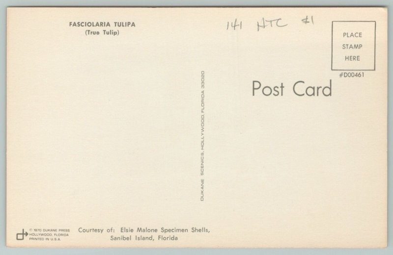 Florida~Fasciolaria Tulipa Seashell~Vintage Postcard