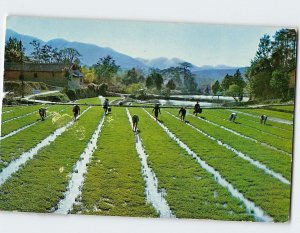 Postcard Rice paddies where Chairman Mao worked hard, Shaoshan, China