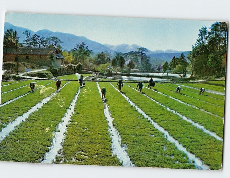 Postcard Rice paddies where Chairman Mao worked hard, Shaoshan, China