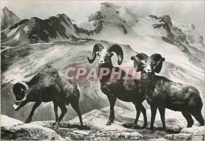 Postcard Modern canada mouflon or big horne 121