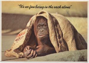 Orangutan,It's no fun being in the sack alone used Postcard