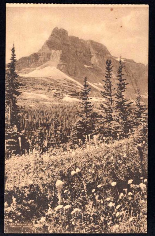 Montana GLACIER NATIONAL PARK Wild Flowers along Trail Divided Back