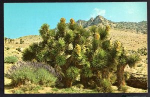 California MOJAVE DESERT The Joshua Tree The Royal Desert Lupine ~ Chrome