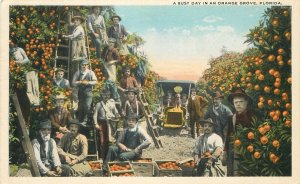 Postcard Florida Busy day orange grove agriculture occupatiom Drew 23-9871