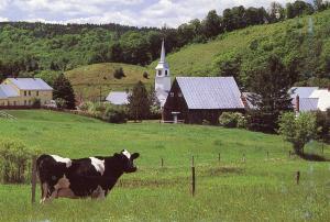 Cow in East Corinth, Vermont