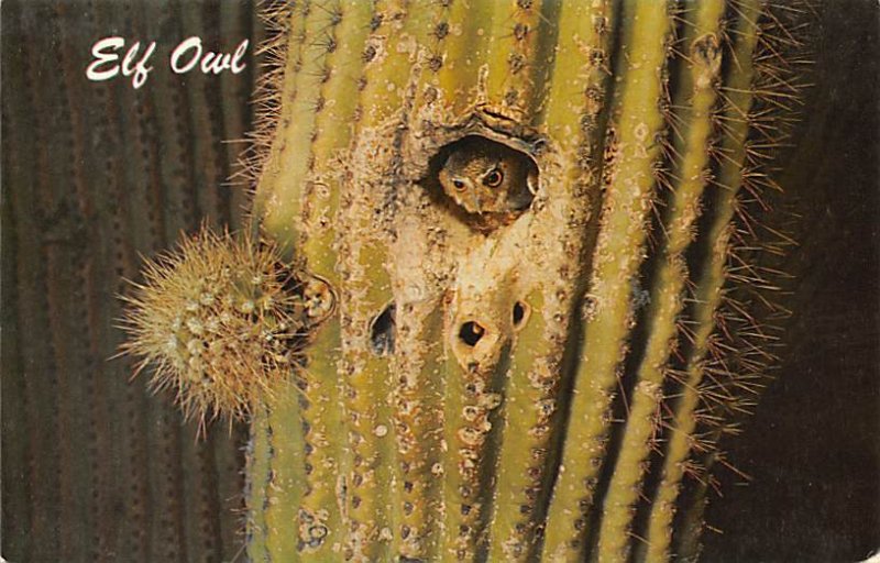 Elf Owl Tucson, Arizona, USA Unused 