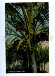 172171 GREETINGS from JAMAICA Bearing Cocoanut tree Vintage