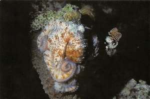 Octopus Mystic Marinelife Aquarium Mystic CT 