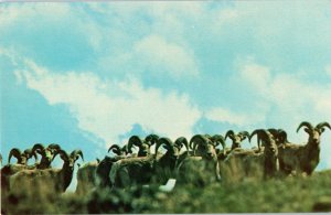 Big Horn Mountain Sheep Roam Crags Of All Wyoming Mountain Ranges Postcard