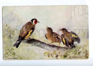 215429 HUNT Bird GOLDFINCH by SCRIVENER Vintage TUCK PC