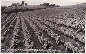 California Santa Cruz A Million Freesias Los Robles Company