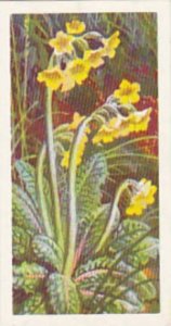 Brooke Bond Tea Trade Card Wild Flowers No 8 Oxlip