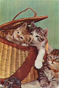 Kitties cats Romania postcard