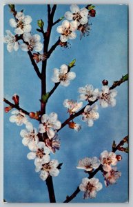 Harvard University  Botanical Museum  Prunus Armeniaca Apricot  Postcard