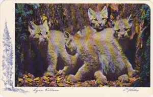 Canada Lynx Kittens Rocky Mountains British Clumbia