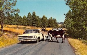 Donkeys Begging Black Hills, South Dakota SD s 