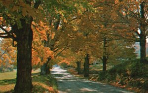 Vintage Postcard A Typical Vermont Country Road in Its Early Fall Colors VT