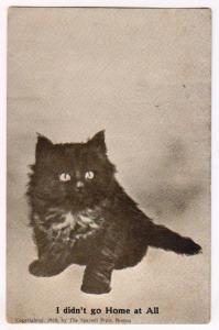 Cats, I Didn't Go Home at All