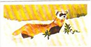 Brooke Bond Tea Trade Card Vanishing Wildlife No 31 Black Footed Ferret