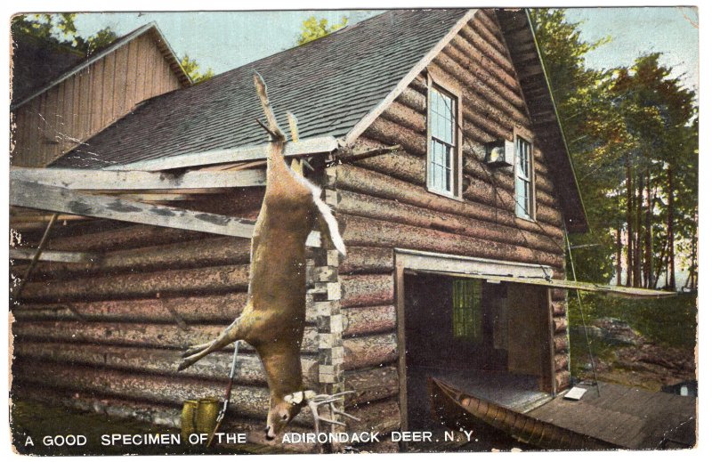 A Good Specimen Of The Adirondack Deer, N.Y.