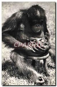 Old Postcard Monkey Femelee chimpanzee and his little