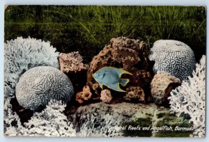 Bermuda Postcard View of Coral Reefs and Angelfish c1910 Antique Posted