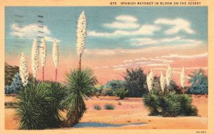 Vintage Postcard 1939 Spanish Bayonet In Bloom Desert Flowering Plants