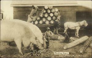 Trick Photography Farm Giant Corn Hogs Pigs Exaggeration Real Photo Postcard