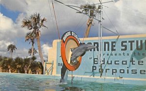 Porpoises, Marine Studios Marineland, Florida  