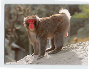 Postcard Takasaki mountain monkey Kanzaki Japan