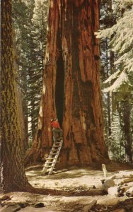 10642 Room Tree, Sequoia National Park California - 1954