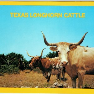 c1970s San Antonio, TX Texas Longhorn Cattle Ranch Hwy Scene Texas DOT LG PC 8O