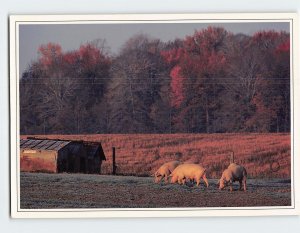 Postcard Hog farm at sunset, Indiana