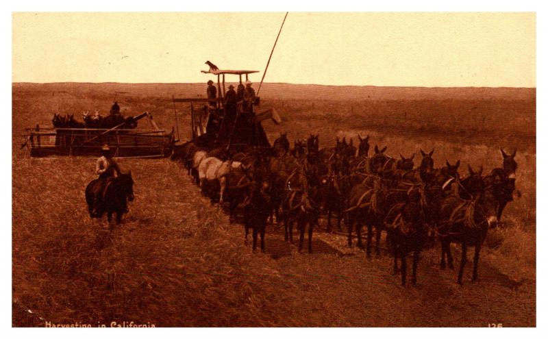 California , Harvesting Wheat Mule drawn Thresher 