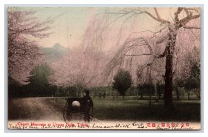 Cherry Blossoms in Uyeno Park Tokyo Japan UDB Postcard N22