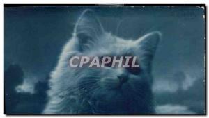 Old Postcard Cat Cats Kitten