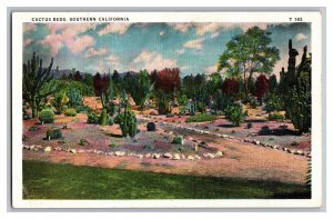 Postcard CA Cactus Beds Southern California