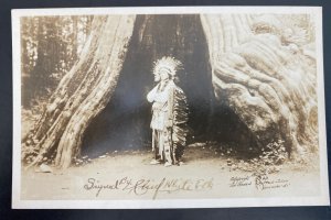 Mint USA RPPC Real Picture Postcard Native American Indian White Elk Signed