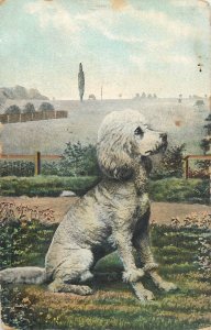 Dog postcard 1908 United States